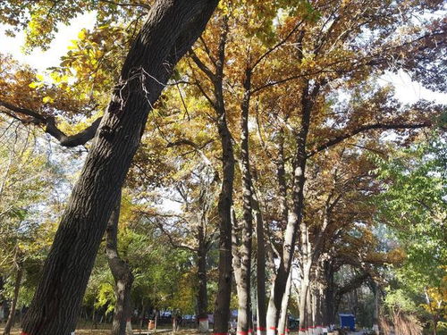 长沙小区种植哪些植物最好