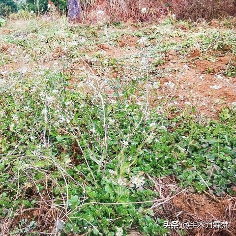 长沙野菜推荐店铺有哪些