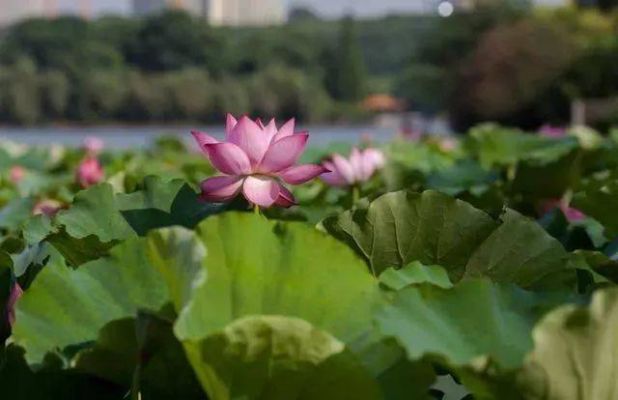 长沙拍荷花场地有哪些